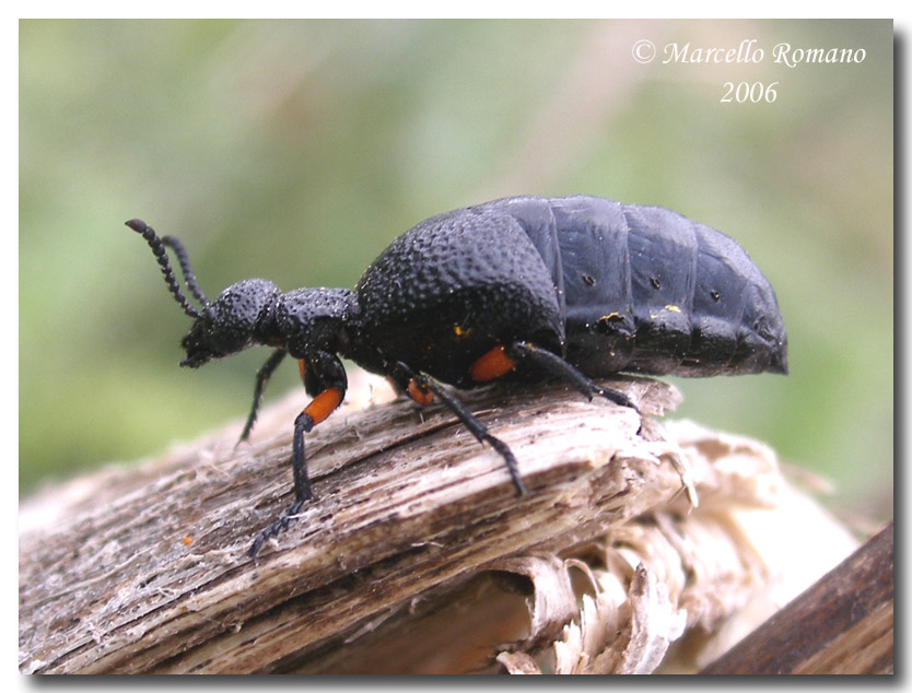 Meloe proscarabaeus e Meloe erythrocnemus